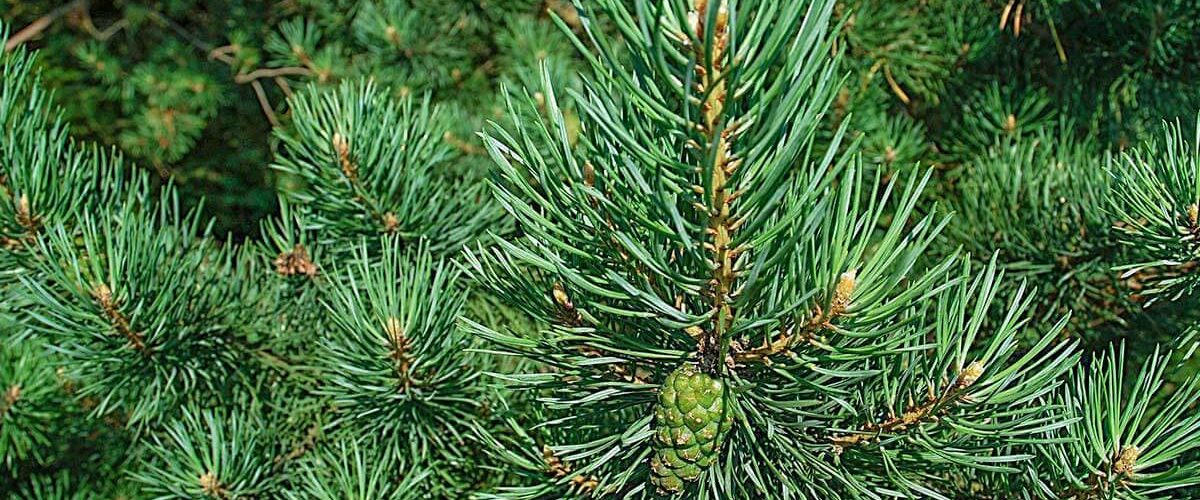 What is a tree survey